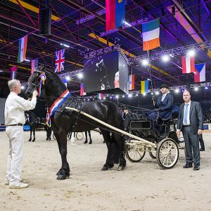 Finale tuigen 2023 Hengstenkeuring